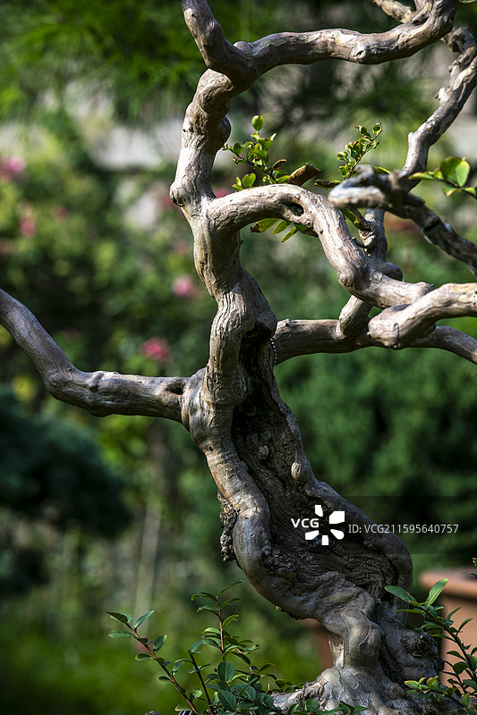 苏州虎丘万景山庄盆景树干局部特写图片素材