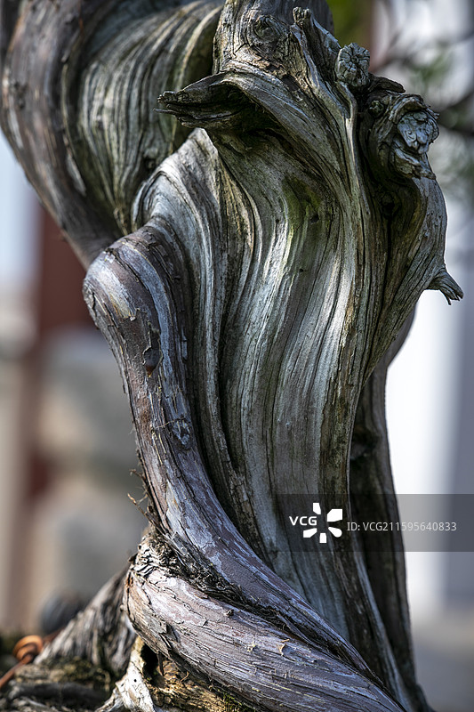 苏州虎丘万景山庄盆景树干局部特写图片素材