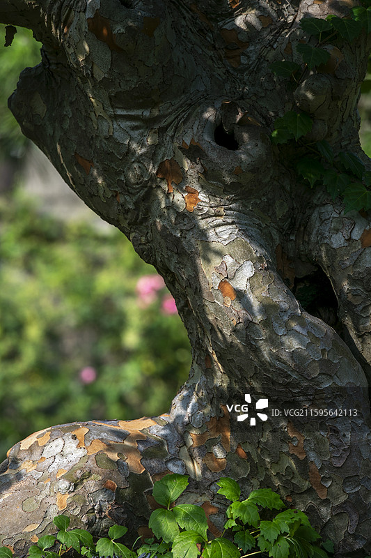 苏州虎丘万景山庄盆景树干局部特写图片素材