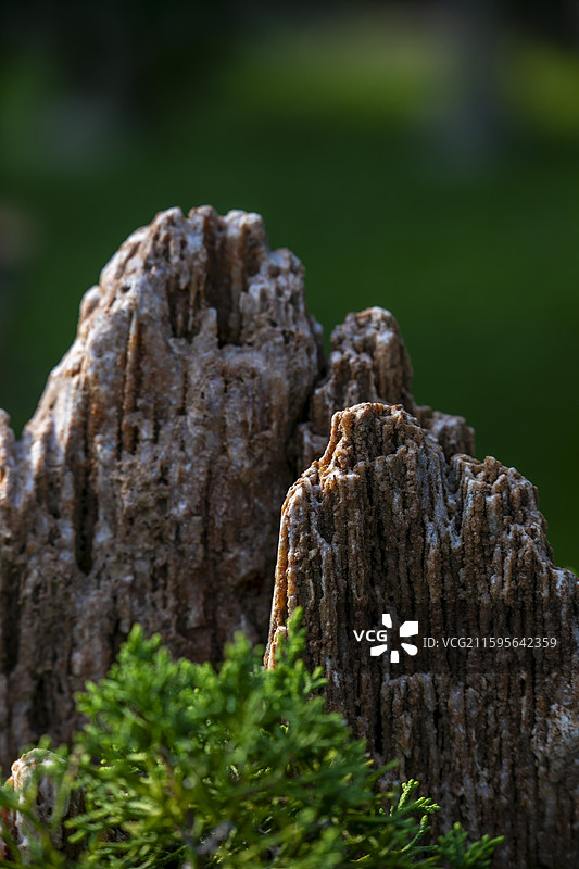 太湖石盆景局部特色图片素材