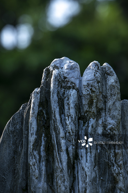 太湖石盆景局部特色图片素材