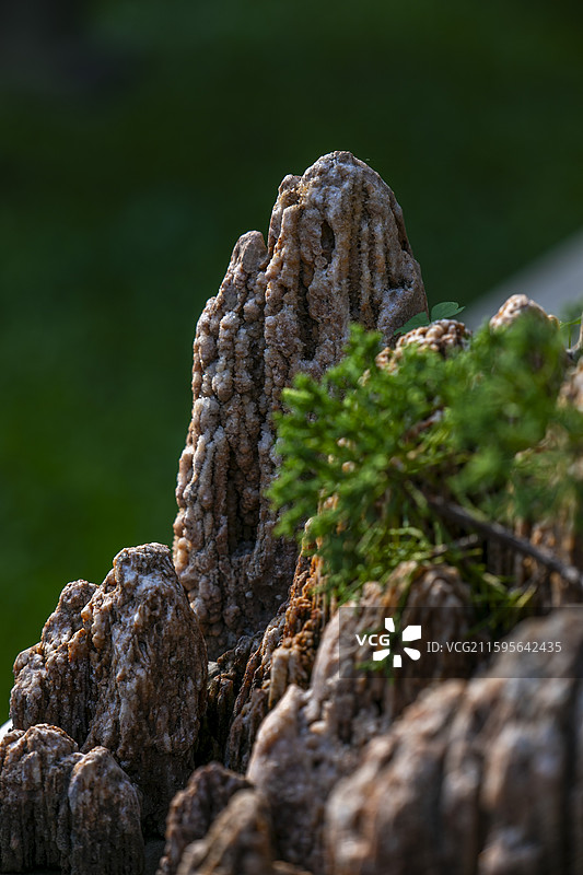 太湖石盆景局部特色图片素材