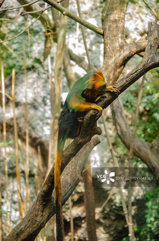 南京红山森林动物园的金头狮面狨图片素材