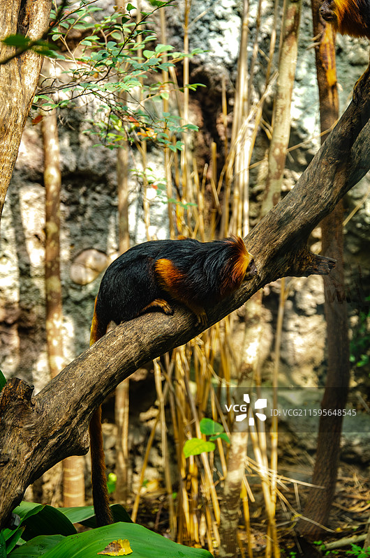 南京红山森林动物园的金头狮面狨图片素材