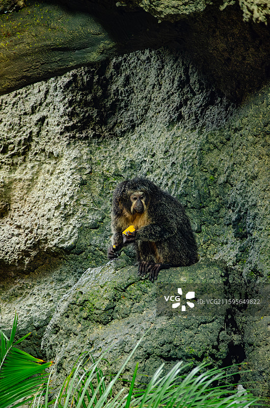 南京红山森林动物园图片素材