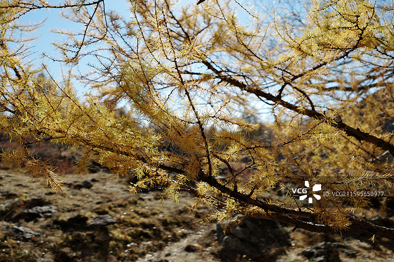 落叶松属树对着天空的低角度视图图片素材