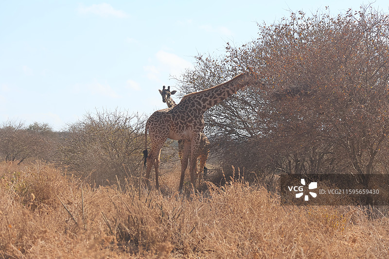 肯尼亚安博塞利国家公园长颈鹿在树林中行走的低角度视图图片素材