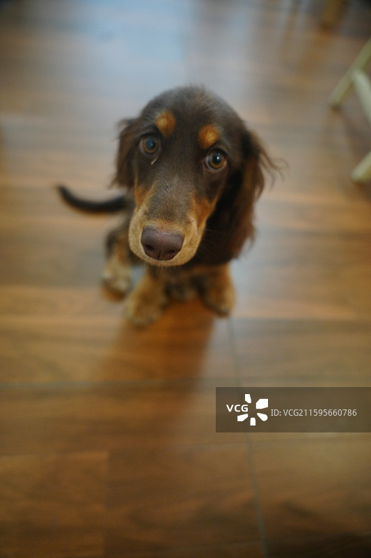 海狸宠物百货黎黄陂路店图片素材