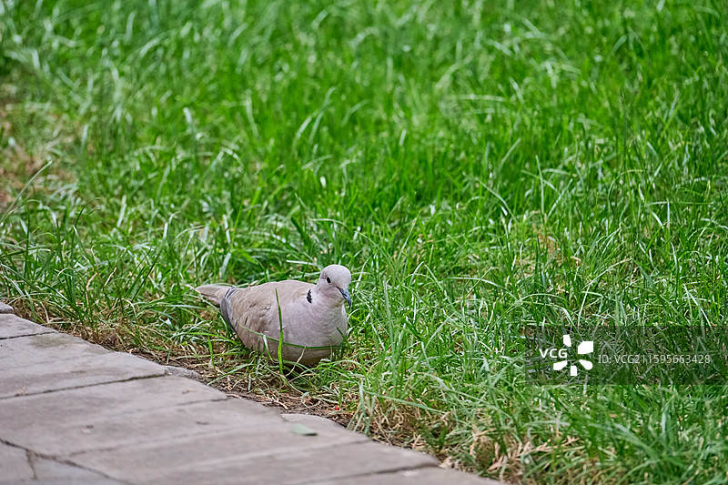 甘肃武威文庙草地上的灰斑鸠图片素材