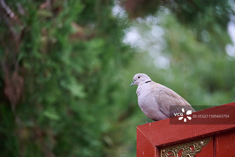 甘肃武威文庙红门上的灰斑鸠图片素材