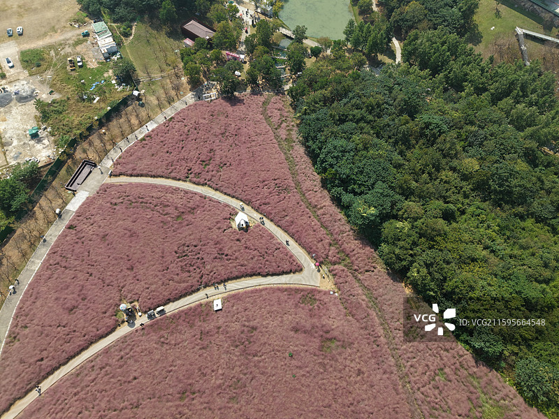 南京汤山矿坑公园·粉黛花海·粉黛乱子草图片素材