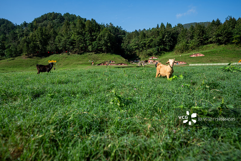 湖北恩施鳝孔坝（上空牧场）旅游度假区风光图片素材