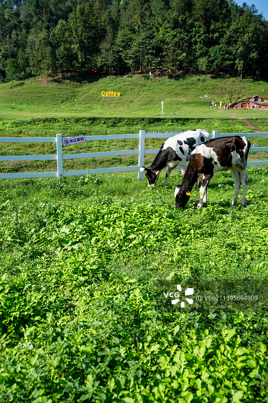 湖北恩施鳝孔坝（上空牧场）旅游度假区风光图片素材
