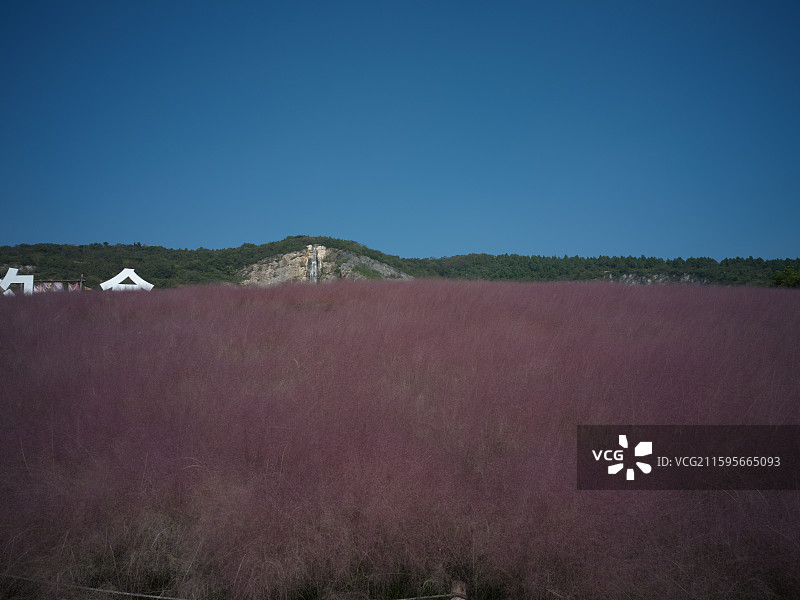 南京汤山矿坑公园·粉黛花海·粉黛乱子草图片素材