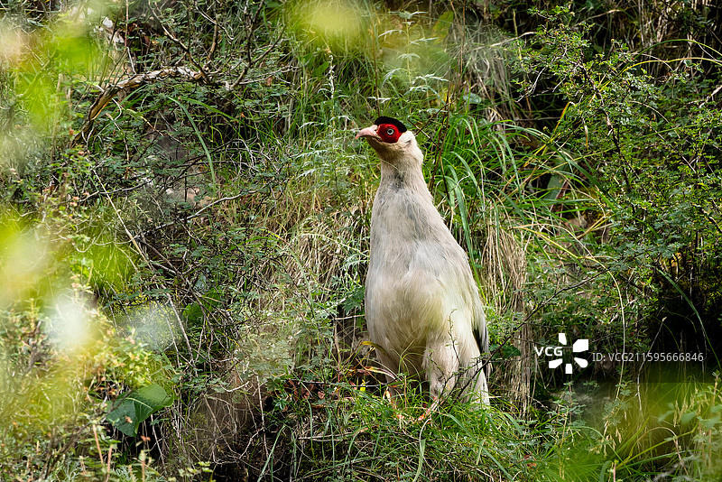 国家二级保护动物白马鸡图片素材