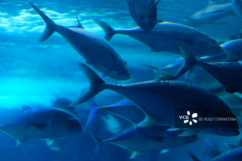 巨骨舌鱼特写图片素材