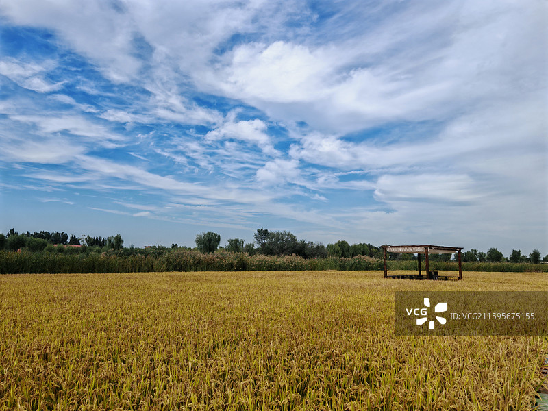 天津宁河七里海的蓝天白云与金色稻田图片素材