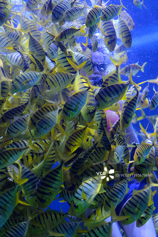 黄金鲹鱼群在海里游泳的特写镜头图片素材