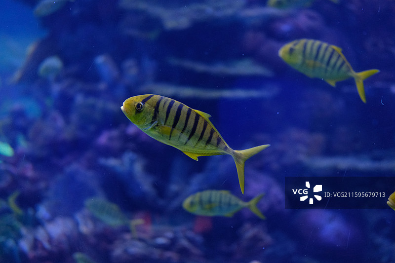 黄金鲹鱼在海里游泳的特写镜头图片素材