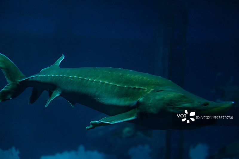 水中游泳的中华鲟特写镜头图片素材