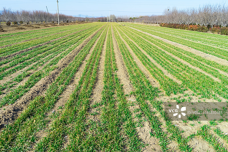 中国野生植物和野外植物拍摄主题，春天的田地里生长出一片绿色的小麦麦田，户外无人图像摄影图片素材