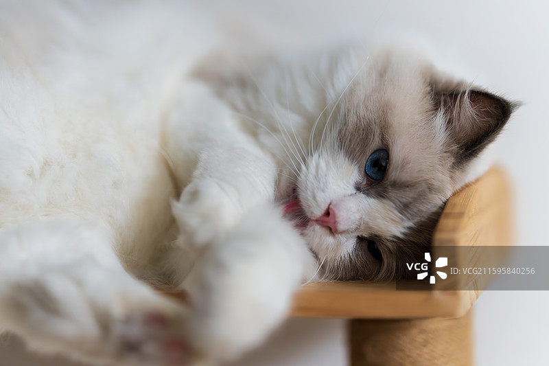 慵懒布偶猫趴在猫爬架图片素材