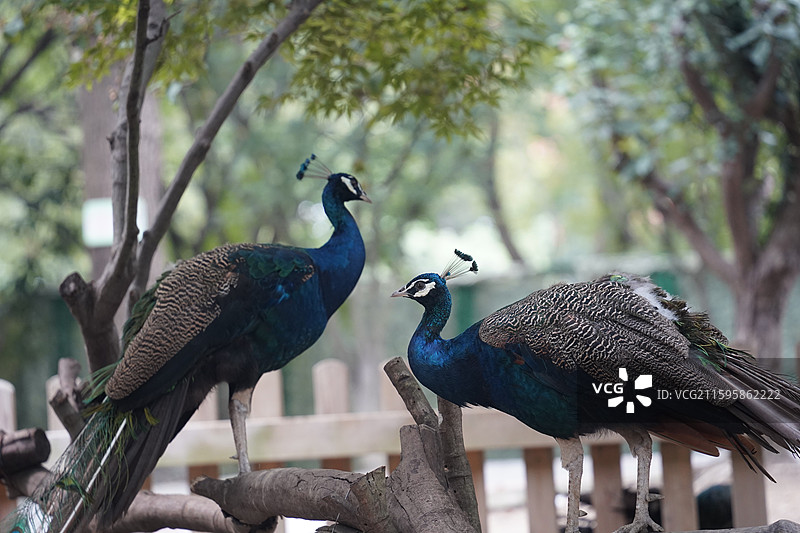 孔雀-常州淹城野生动物世界图片素材