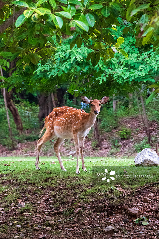泰国清迈夜间动物园里的梅花鹿图片素材