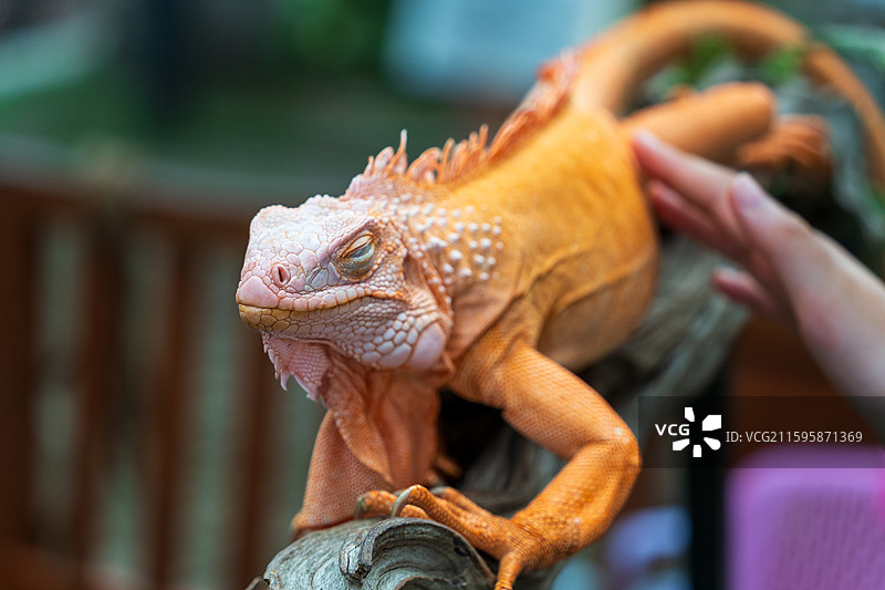 游客在清迈夜间动物园里抚摸橙色的鬣蜥图片素材