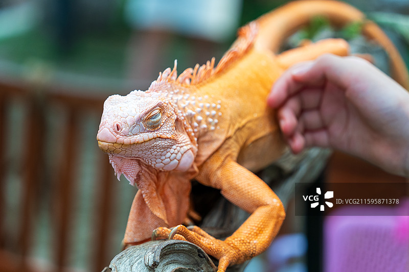 游客在清迈夜间动物园里抚摸橙色的鬣蜥图片素材