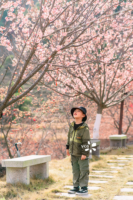 春日户外，踏青度假露营，在温州楠溪江的樱花园图片素材