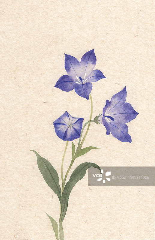 桔梗花没骨画国画插画图片素材