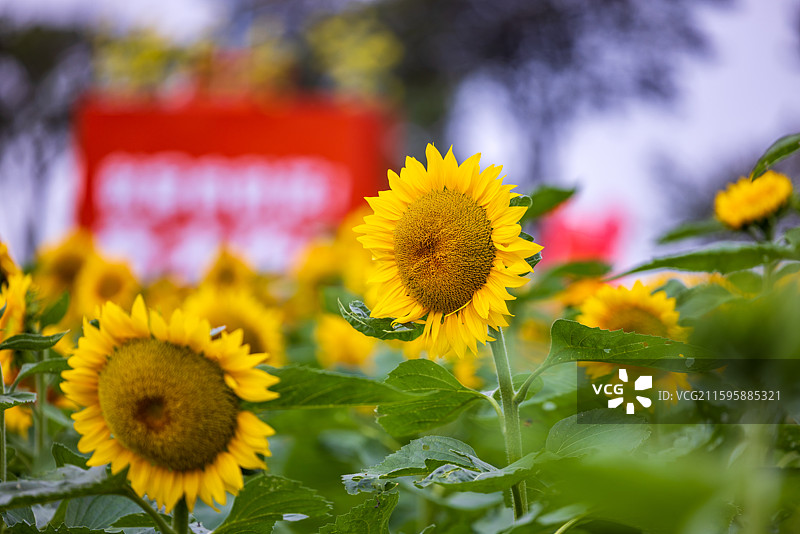 南京市高淳桠溪慢城向日葵花海风景区图片素材