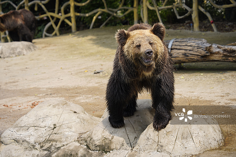 常州淹城野生动物世界的棕熊图片素材