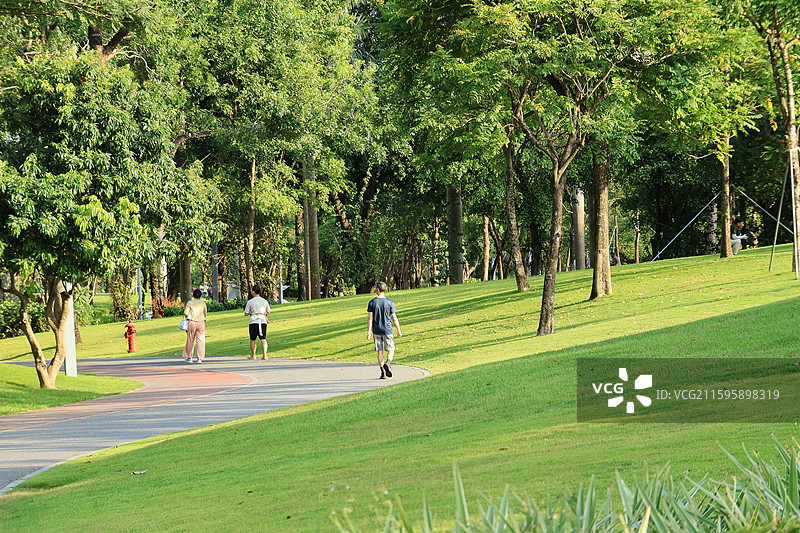 深圳香蜜公园大草坪，绿道，跑道，绿化带，行人旅游，栾树，树木成荫，湖边，蓝天，城市建筑图片素材
