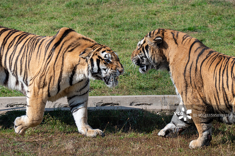 横道河子虎林园的东北虎图片素材
