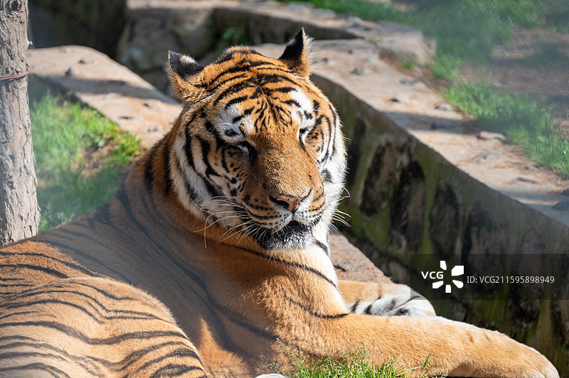 横道河子虎林园的东北虎图片素材