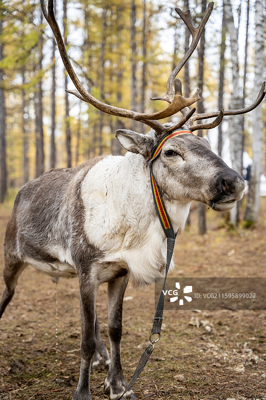 呼伦贝尔根河市敖鲁古雅使鹿部落景区的驯鹿图片素材