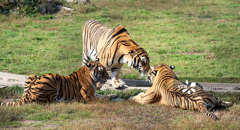 横道河子虎林园的东北虎图片素材