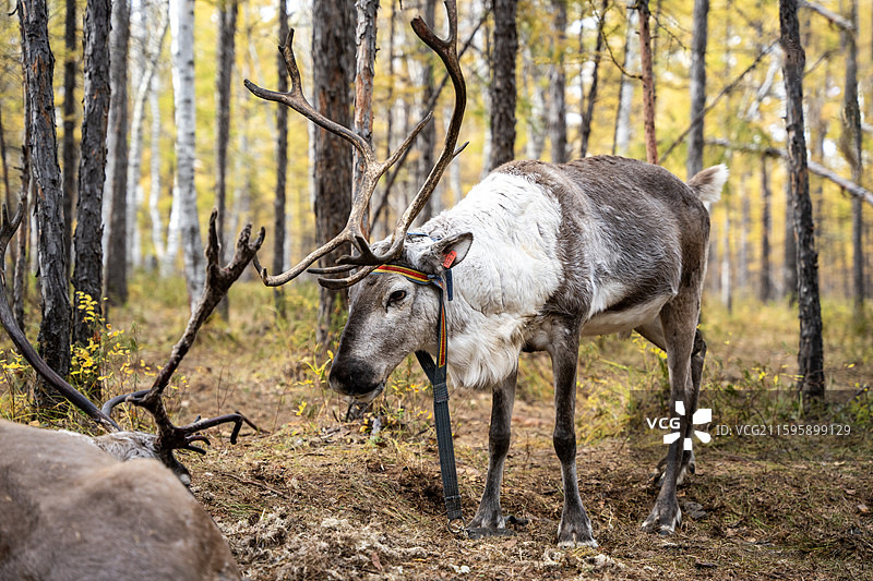 呼伦贝尔根河市敖鲁古雅使鹿部落景区的驯鹿图片素材
