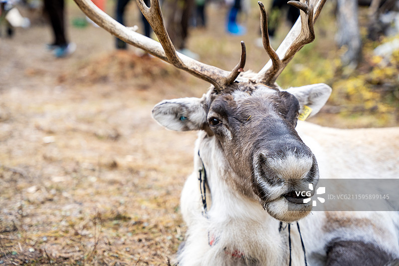 呼伦贝尔根河市敖鲁古雅使鹿部落景区的驯鹿图片素材
