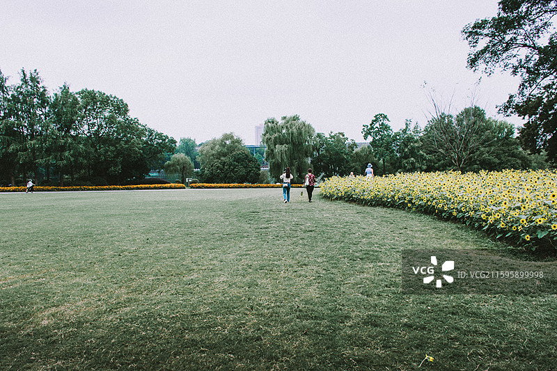 2025.10.4 中山植物园黄秋英、向日葵、栾树、松柏园图片素材