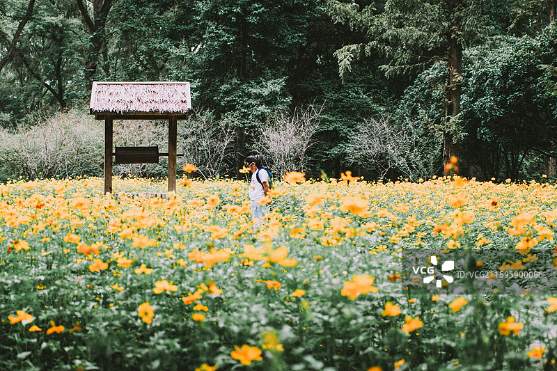 2025.10.4 中山植物园黄秋英、向日葵、栾树、松柏园图片素材