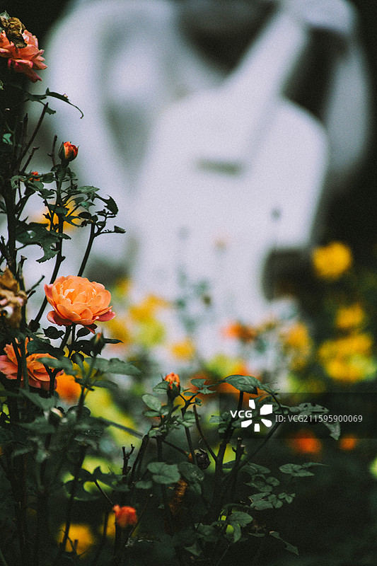 2025.10.4 中山植物园黄秋英、向日葵、栾树、松柏园图片素材