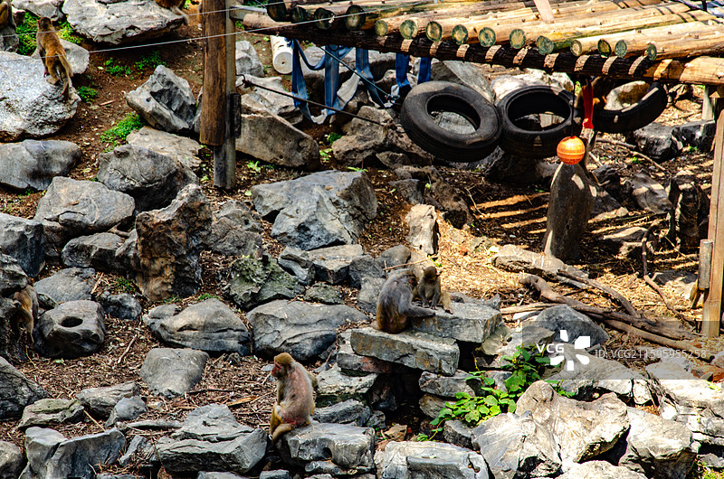 南京红山森林动物园 猴山的猴子图片素材