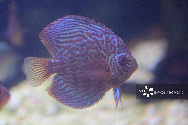 七彩神仙鱼特写图片素材