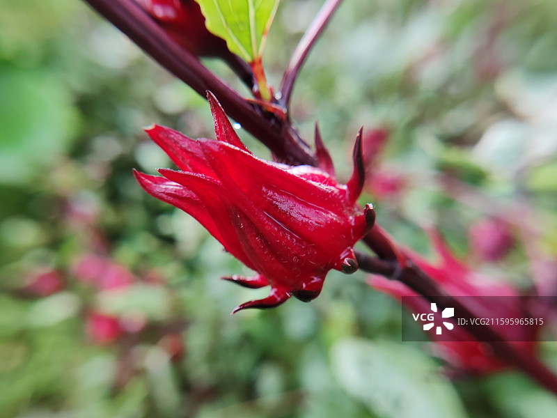 红桃K植物特写图片素材