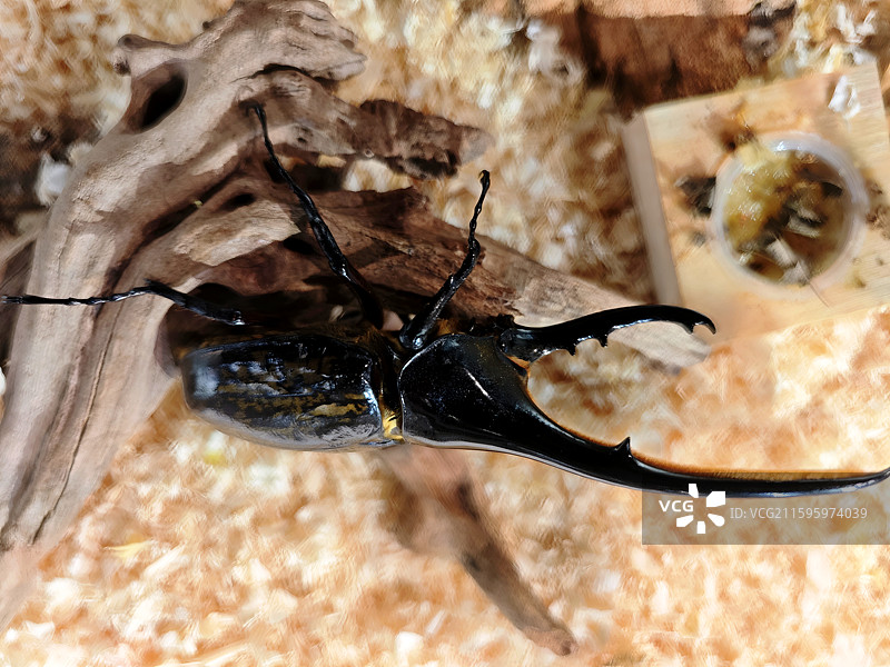 长戟大兜虫微距特写：木屑木材栖息地的甲壳虫生态肖像图片素材