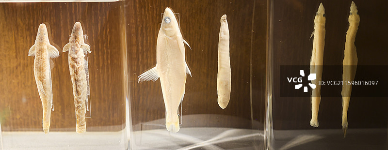 东北福成厚餐厅展示的东北“三花五罗”等鱼类标本组图图片素材