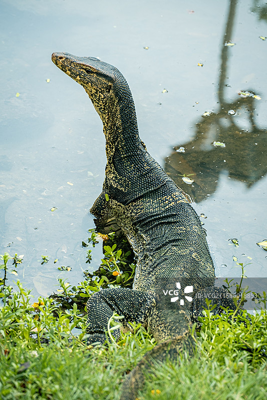 东南亚泰国曼谷伦披尼公园野生巨型蜥蜴图片素材